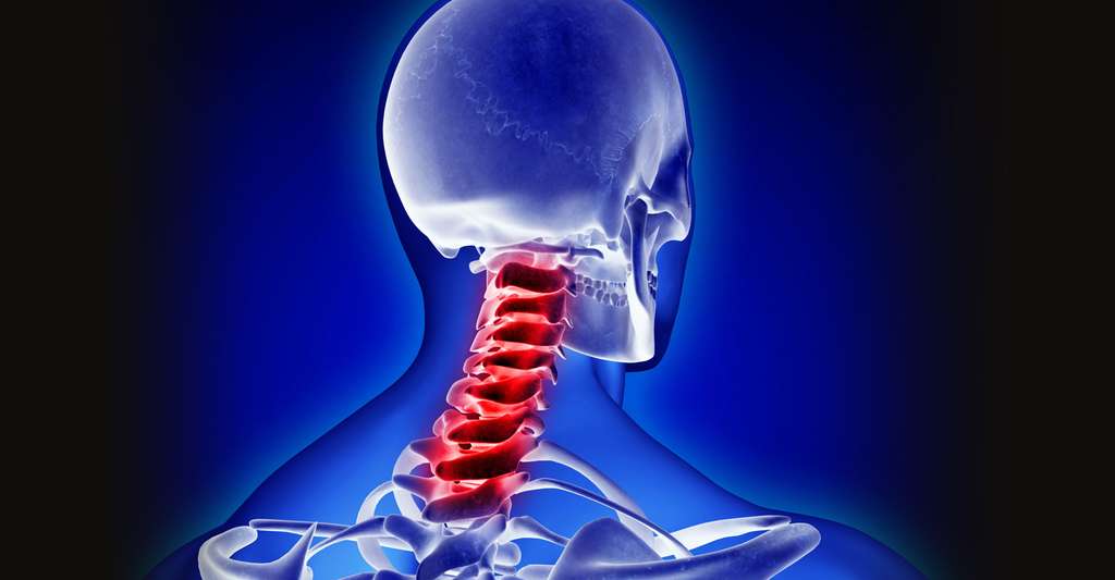 Comment fonctionne le système nerveux ? © BioMedical, Shutterstock