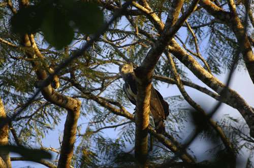 Aigle harpie - Harpia harpyja Amazonas, Brazil. Juruena National Park, Brazil. © WWF / Zig KOCH