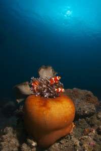 Des poissons clowns photographiés le 15 octobre 2010 au Timor oriental. © David Baxter, Timor-leste dive photo, AFP, archives Des poissons clowns photographiés le 15 octobre 2010 au Timor oriental. © David Baxter, Timor-leste dive photo, AFP, archives