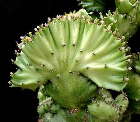Euphorbia lactea fa. cristata. © Frank Vincentz, Licence de documentation libre GNU, version 1.2
