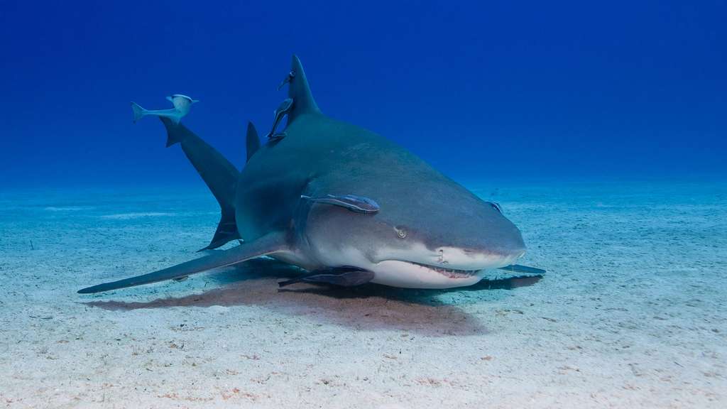 Le rémora, suceur de requin Le rémora, suceur de requin
