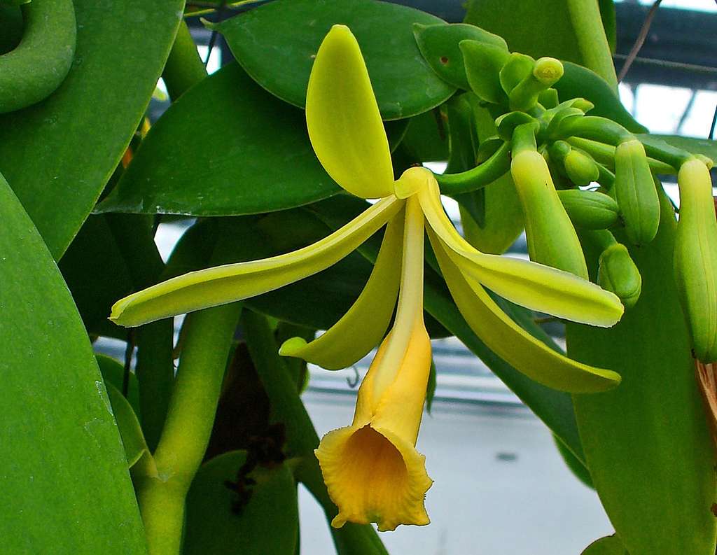 Des fleurs de vanille, Vanilla planifolia, grande spécialité de l'île. © Llez - CC BY-SA 3.0