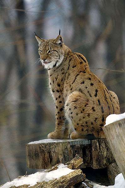 Lynx européen. © mpiet, Creative Commons Attribution-Share Alike 2.0 Germany license