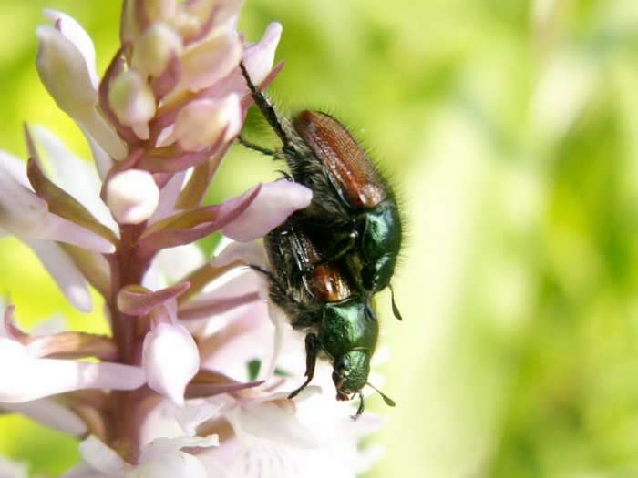 Phyllopertha horticola - Hanneton horticole Phyllopertha horticola - Hanneton horticole