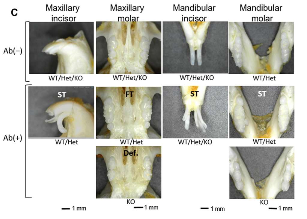  L'apparition de dents surnuméraires chez des souris génétiquement modifiées en présence des anticorps monoclonaux (Ab+), en comparaison à leur absence (Ab-). © A. Murashima-Suginami et al. Science Advances