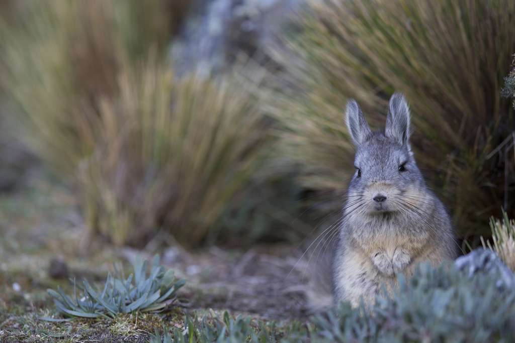 La viscache, un rongeur proche du chinchilla La viscache, un rongeur proche du chinchilla