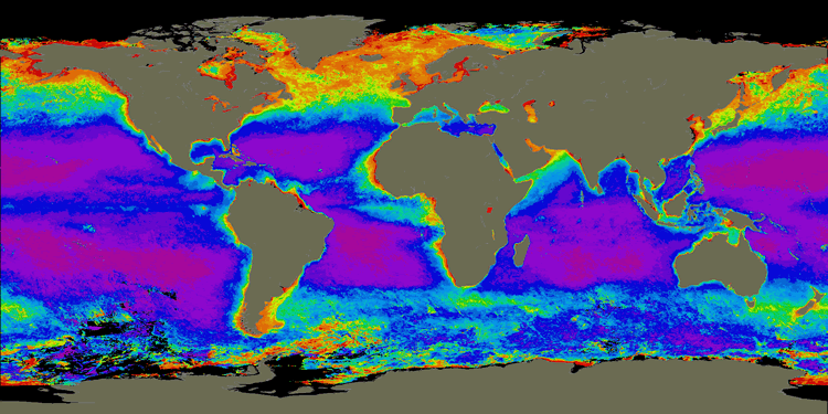 La répartition de la chlorophylle dans les océans est un indicateur des zones de floraison du phytoplancton. Présents uniquement dans la couche de surface des océans, puisque nécessitant la lumière solaire pour la photosynthèse, ces micro-organismes sont majoritairement répartis dans les zones d'upwelling des océans. © Nasa