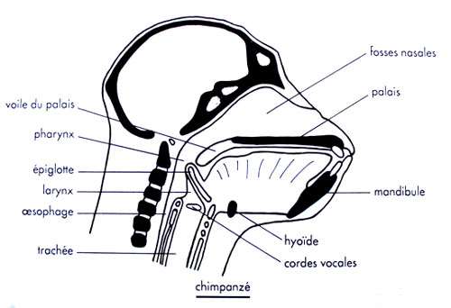 Larynx chez le chimpanzé. © DR