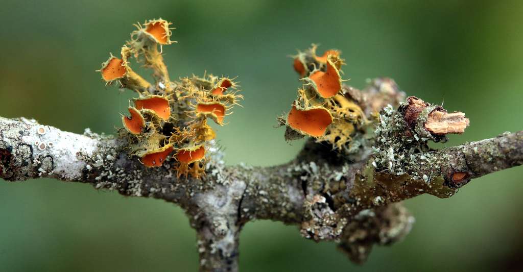 Teloschistes chrysophthalmus est une espèce de lichen fruticuleux qui se développe sur les branches d’arbustes exposées au Soleil. © Yannick Agnan - Tous droits réservés