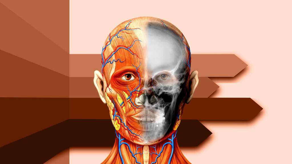 Anatomie de la tête et radiographie Anatomie de la tête et radiographie