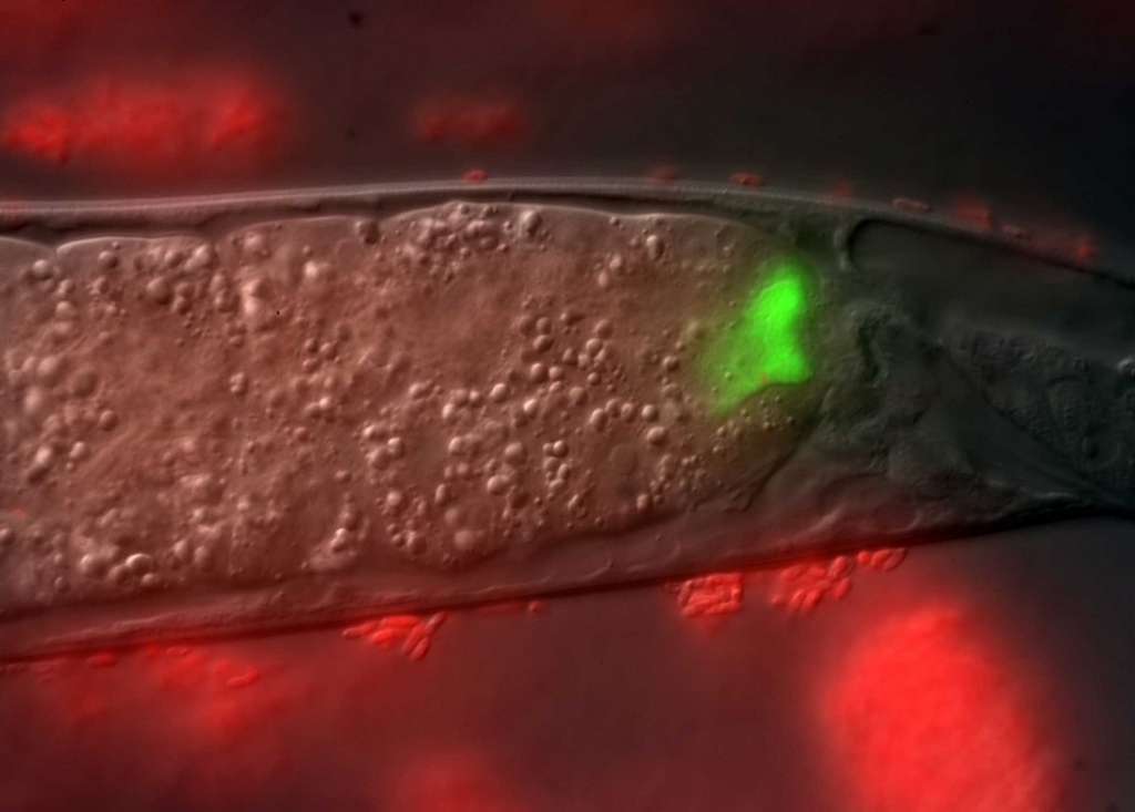 Photorhabdus luminescens est une bactérie luminescente vivant dans le tube digestif d’un ver nématode parasitaire. © Todd Ciche, Microbial Symbiosis Laboratory, Michigan State University