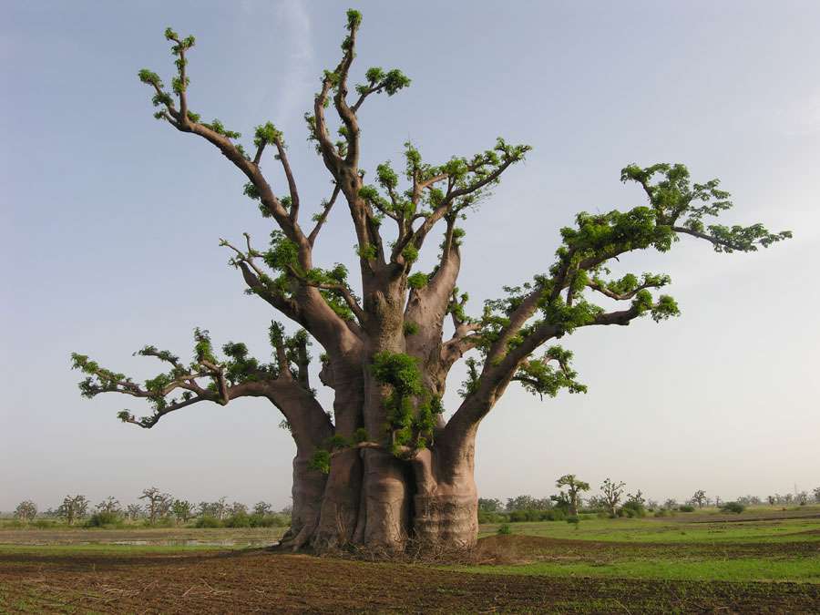 Le baobab africain, Adansonia digitata Le baobab africain, Adansonia digitata