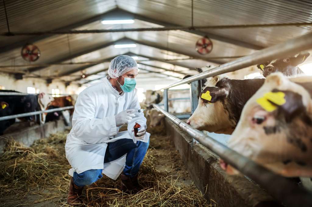 En milieu rural, le vétérinaire se déplace sur les exploitations pour veiller aux bonnes conditions de vie d’un troupeau par exemple, veiller à l’hygiène et intervenir lors des vêlages. © dusanpetkovic1, Adobe Stock.