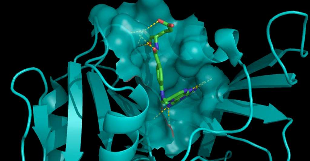 Le méthotrexate (en vert) est un anticancéreux analogue de l’acide folique. Ici, il est complexé à l’enzyme dihydrofolate réductase, ce qui inhibe la production de tétrahydrofolate nécessaire pour fabriquer l’ADN. © Fdardel, Wikipédia, CC by-sa 3.0