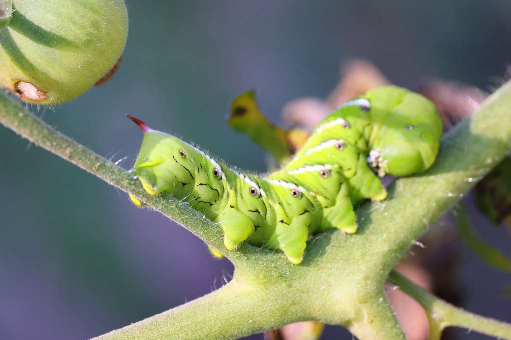 Lorsque les chenilles attaquent, les plants de tomates émettent des composés organiques volatils (COV). Ou pas, observent des chercheurs. © Mark, Adobe Stock