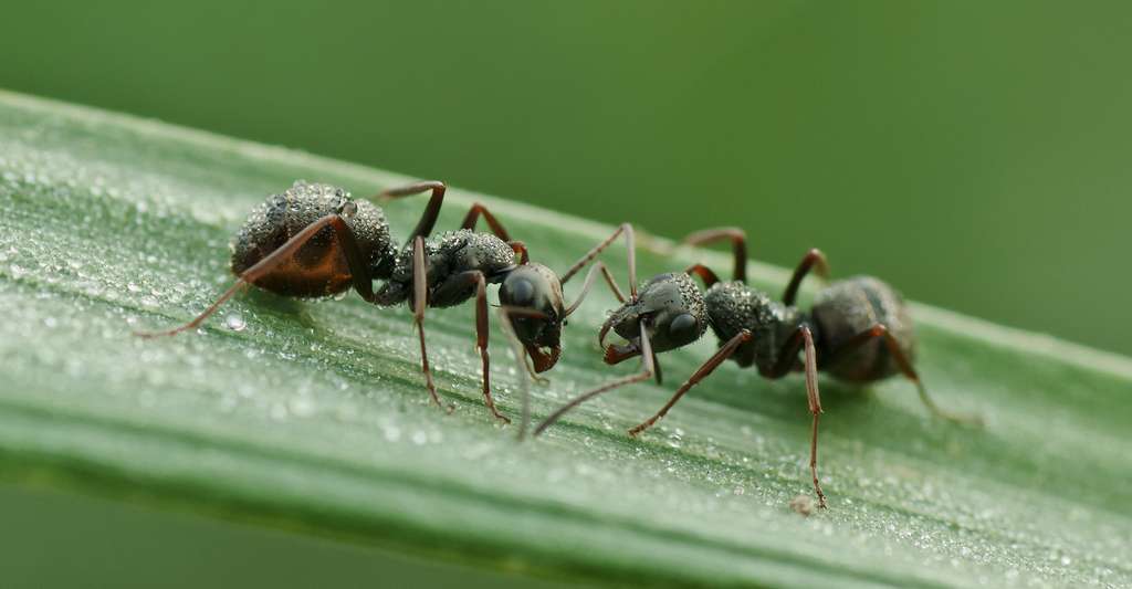 Les Fourmis Esclavagistes La Fourmi Amazone Dossier