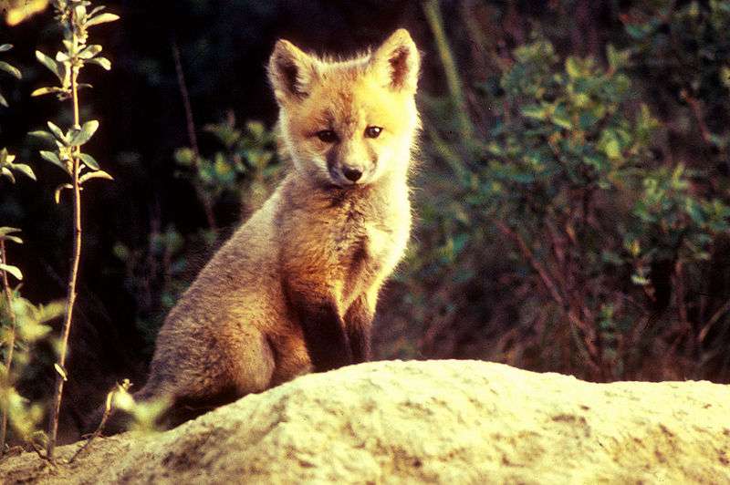 Definition Renard Roux Vulpes Vulpes Futura Planete