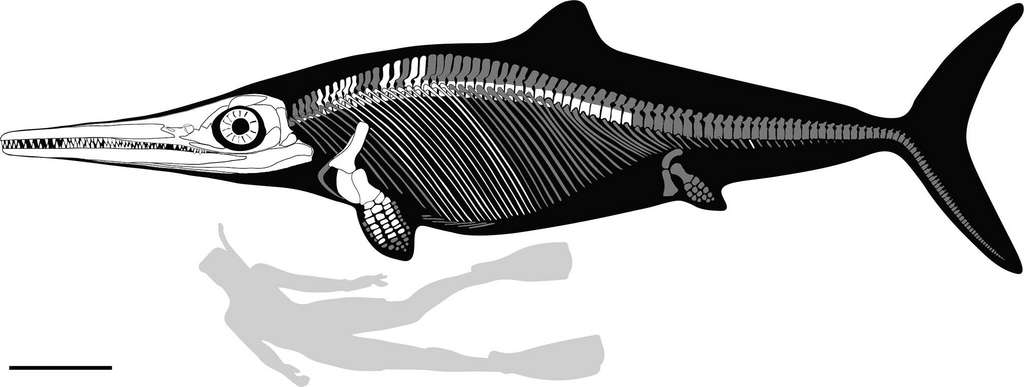 L’ichtyosaure Kyhytysuka devait mesurer près de 6 mètres de long. © Dirley Cortès