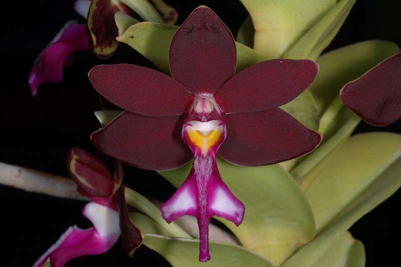 Orchidée Trichoglottis