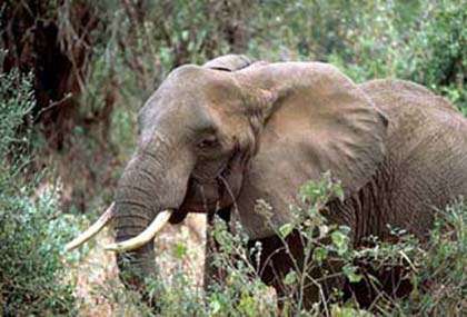 Eléphant d'Afrique. © DR