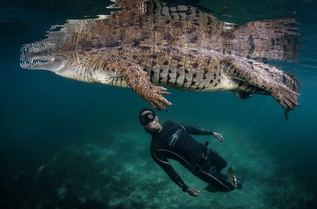 Le crocodile de Cuba en danger critique d’extinction Le crocodile de Cuba en danger critique d’extinction