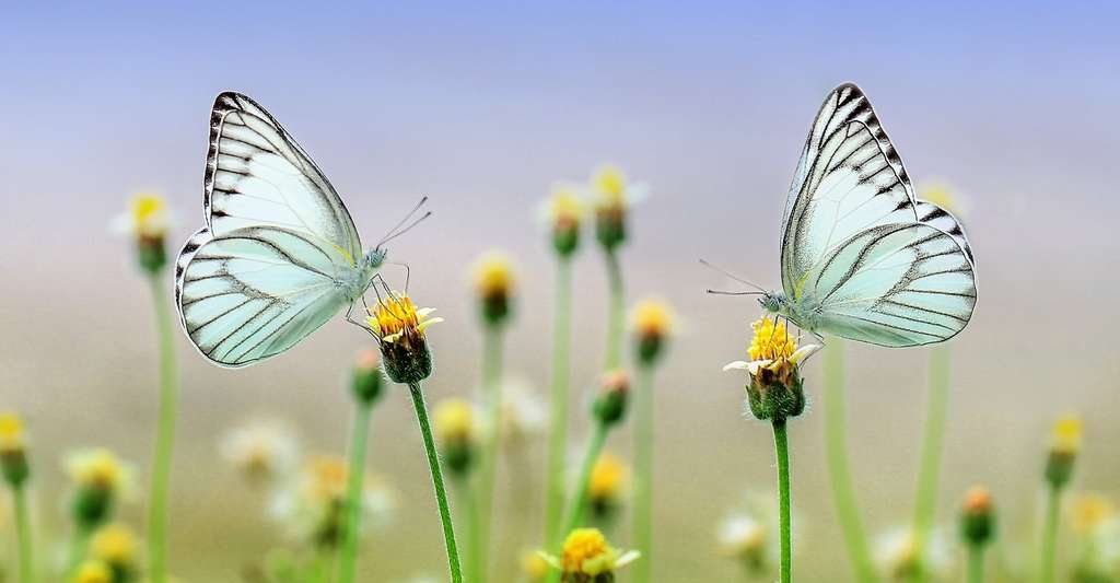 Selon une étude, l’état de la biodiversité des insectes est « épouvantable » et leur biomasse diminue d’environ 2,5 % par an. © ROverhate, Pixabay, CC0 Creative Commons