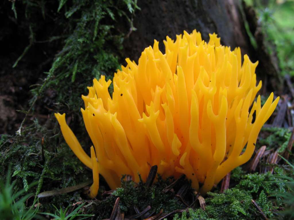 Calocère visqueuse Calocère visqueuse