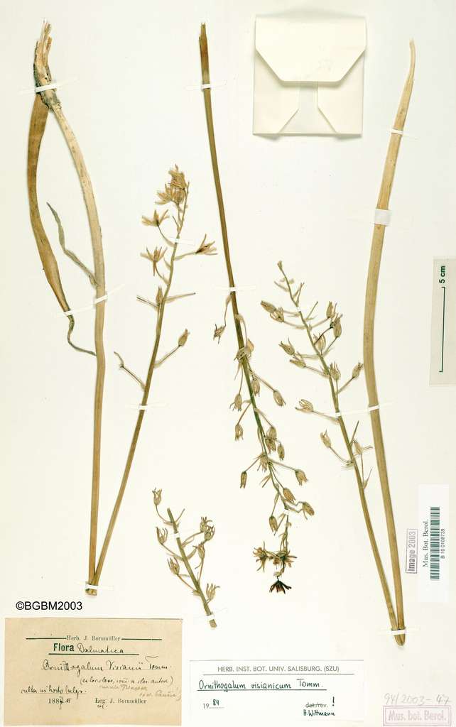 Ornithogalum visianicum, déclarée éteinte en 2018. © BGBM