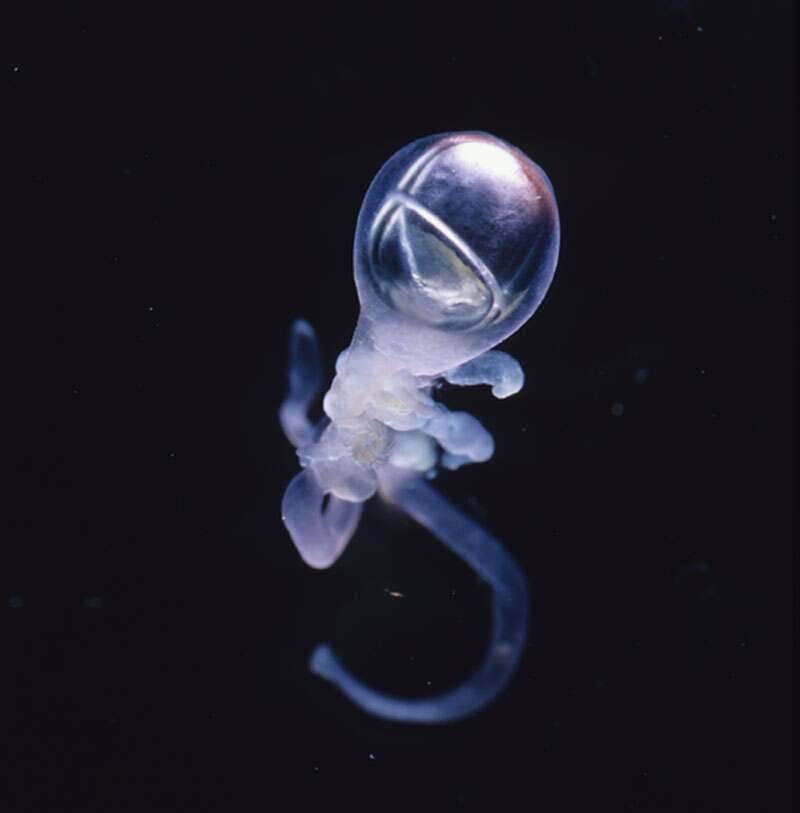 Rhizophysa, une étrange espèce marine Rhizophysa, une étrange espèce marine