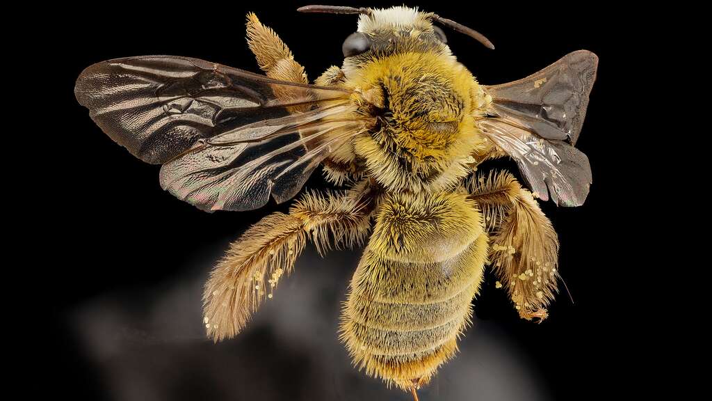 Abeille brésilienne ressemblant à une Diadasia Abeille brésilienne ressemblant à une Diadasia