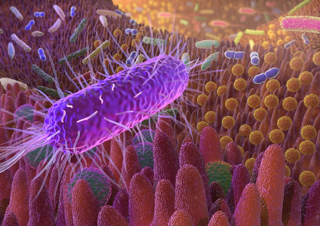 Nos intestins abritent une communauté de micro-organismes dont les effets sur la santé intéressent beaucoup les chercheurs. © Alex, Adobe Stock