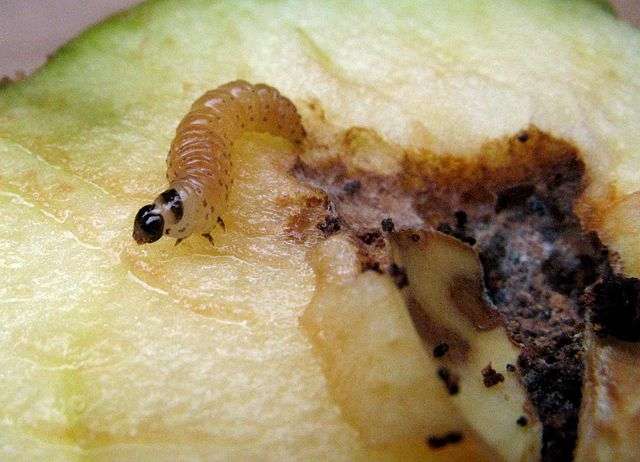 Carpocapses dont les chenilles se développent dans des fruits, notamment les pommes et les poires. © Joachim K. Löckener, Wikimedia commons, CC 3.0