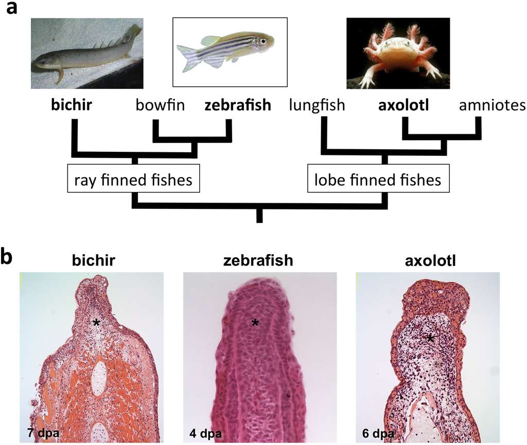 Les images et le schéma en « a » indiquent les filiations des trois espèces de l’étude, dont les noms sont écrits en caractères gras : le polyptère du Sénégal (bichir), le poisson-zèbre (zebrafish) et l’axolotl. Les deux premiers sont des actinoptérygiens (ray finned fishes) et le troisième, un amphibien, est un sarcoptérygien (lobe finned fishes), comme les amniotes (reptiles, mammifères et oiseaux) et est déjà éloigné des poissons à poumons (lungfish), comme le cœlacanthe. En b, les photographies montrent les « blastèmes », formation de cellules dédifférenciées qui s’apprêtent à fabriquer un nouveau membre (nageoire ou patte), un certain nombre de jours après l'ablation (dpa). © B. L. King et V. P. Yin, Plos One