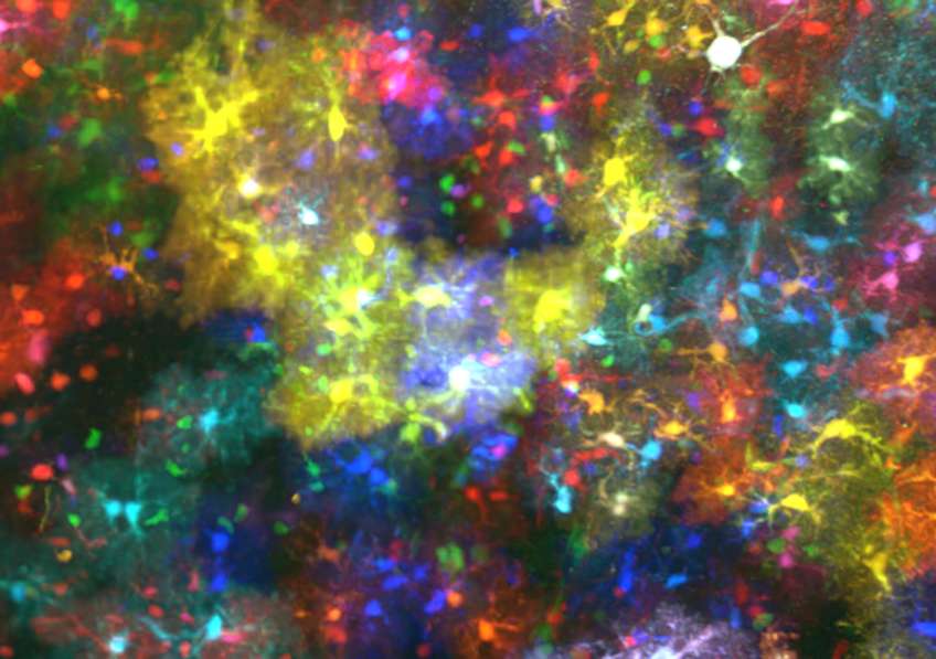 Vue d’un détail d’un volume de 4.8 mm3 de cortex de souris dans lequel les astrocytes sont marqués avec des protéines fluorescentes de couleurs différentes. © Lamiae Abdeladim, LOB, École Polytechnique, CNRS, Inserm ; marquage transgénique : Solène Clavreul, Institut de la Vision, Sorbonne Université, Inserm, CNRS