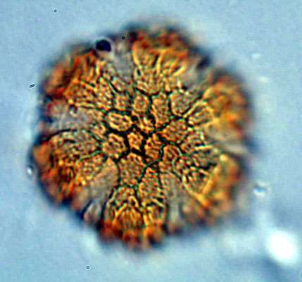 Pollen de Labiatae au microscope optique. Il est héxacolpé (six sillons). © Sémah, Anne-Marie, reproduction et utilisation interdites