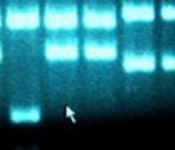 Utilisation d’un marqueur génétique (le gène de l’amylase) pour étudier la paternité chez les drosophiles. Exemple de gel montrant sur chaque colonne les différents allèles portés par un individu. La comparaison du profil génétique des descendants à celui des parents potentiels permet de déduire les relations de parenté.