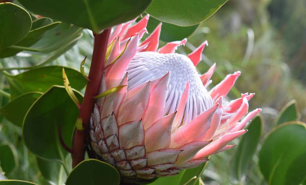 La Protée royale (Protea cynaroides) est l’une des espèces emblématiques du hotspot d’Afrique du Sud étudié par les chercheurs. © places-4-you, Adobe Stock