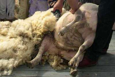Après la tonte du mouton, la laine repousse.