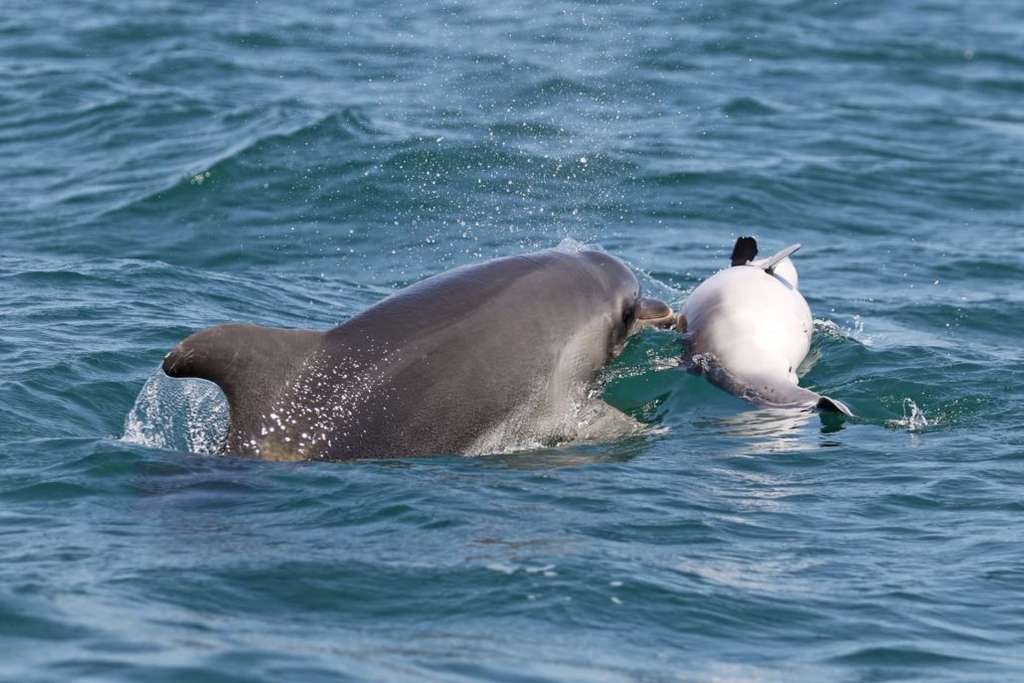 En juin 2017, un dauphin a été observé en interaction avec un petit décédé dans les eaux du golfe d’Ambracia (Grèce). © Institut de recherche Tethys
