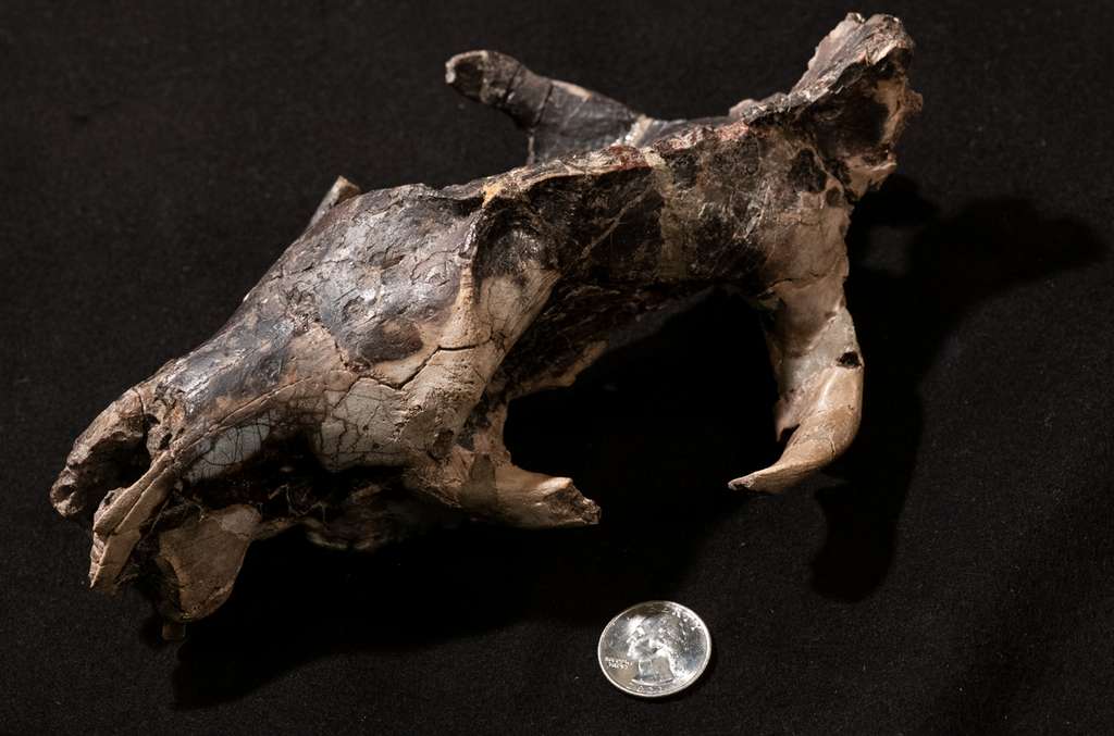 Des crânes fossiles de mammifères comme celui-ci (carnivore Claenodon ferox) ont été scannés pour comparer l'évolution du cerveau et de la taille. Cette dernière a été estimée à l’aide de leurs os et de leurs dents. © Thomas Williamson
