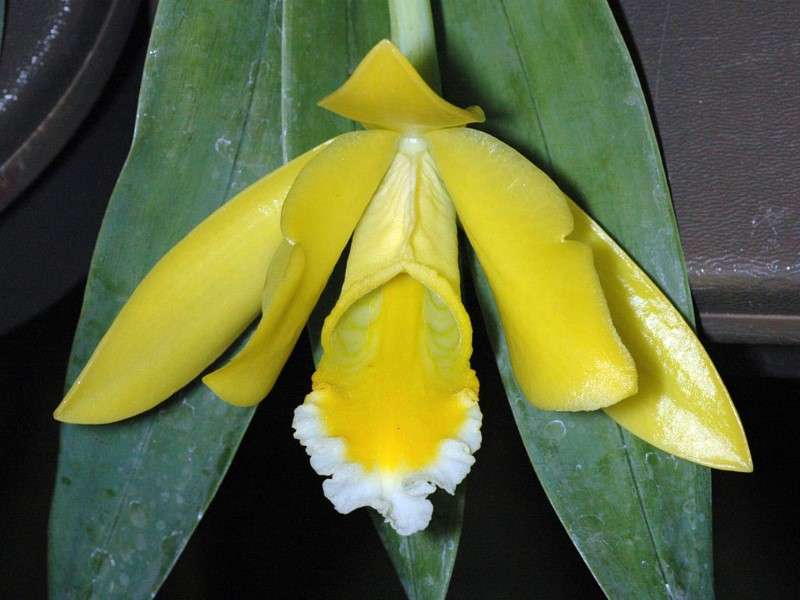 Orchidée Euchile citrina Orchidée Euchile citrina
