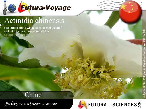 Kiwi Actinidia chinensis