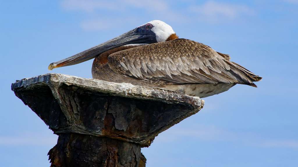 Un sanctuaire de biodiversité aux Haïtises Un sanctuaire de biodiversité aux Haïtises