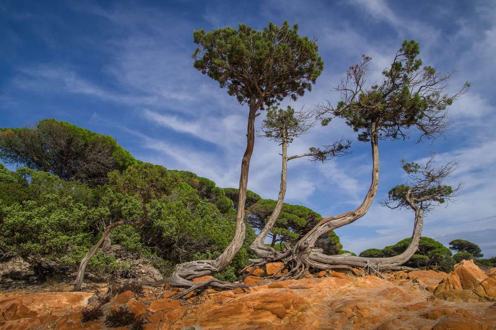 La Corse, au cœur de l’environnement méditerranéen La Corse, au cœur de l’environnement méditerranéen