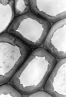Faisceau de fibres de chanvre en coupe transversale. Microscope électronique à transmission © MET.