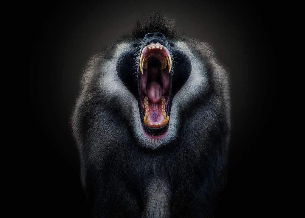 Le drill, un singe méconnu Le drill, un singe méconnu