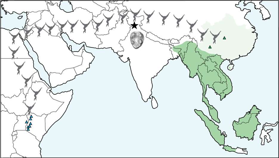 Carte de la migration des Kapi ramnagarensis jusqu'en Asie du Sud-Est où les gibbons actuels vivent. La dent a été trouvée à mi-chemin au nord de l'Inde. © Lucy Betti-Nash