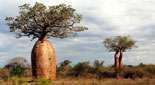 Baobab A. rubrostipa (syn. A. fony), Madagascar