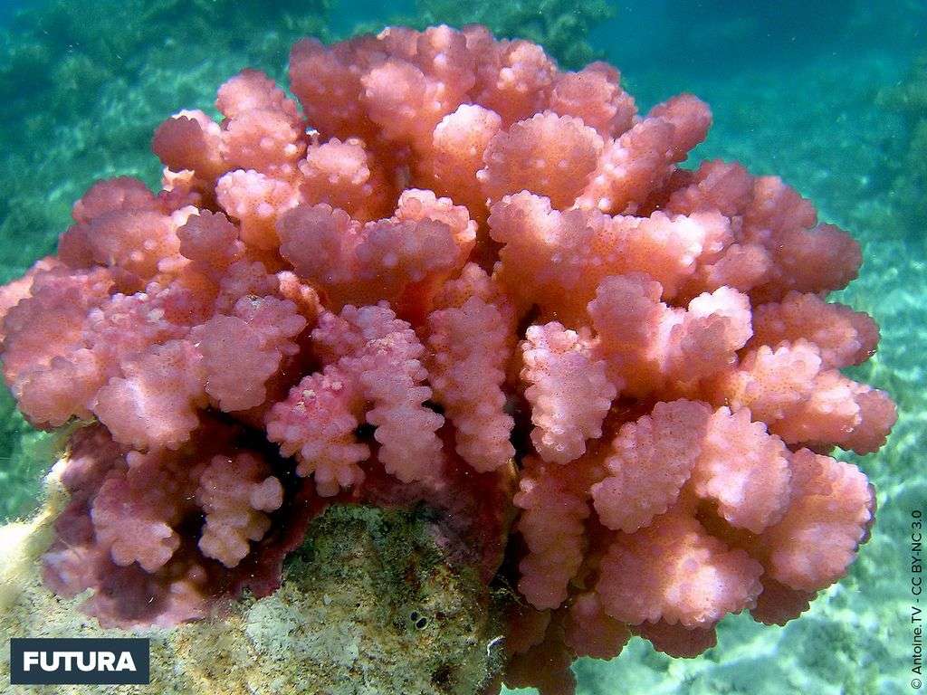 Tuamotou, jeune corail coloré