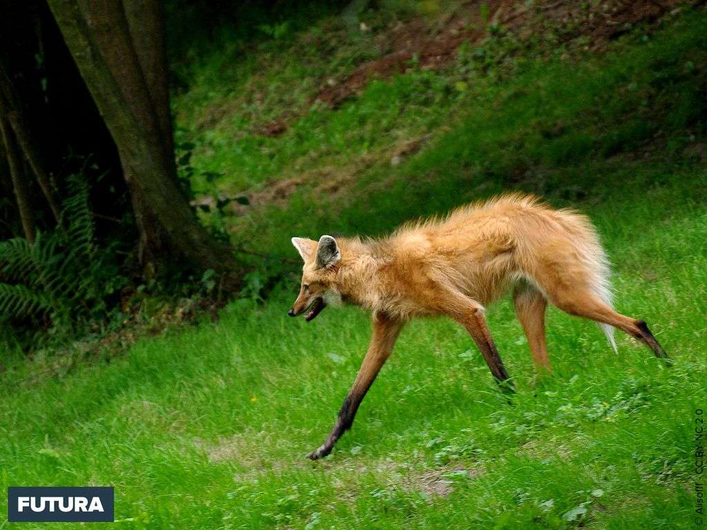 Fond Décran Loup à Crinière Du Pantanal